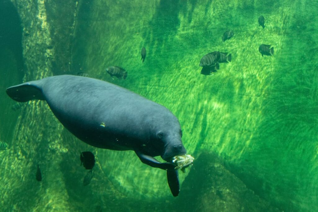 Check out the Manatee Sanctuary