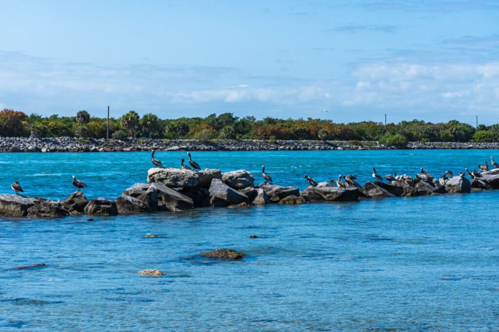 Pelicans at Sebastian Inlet Park