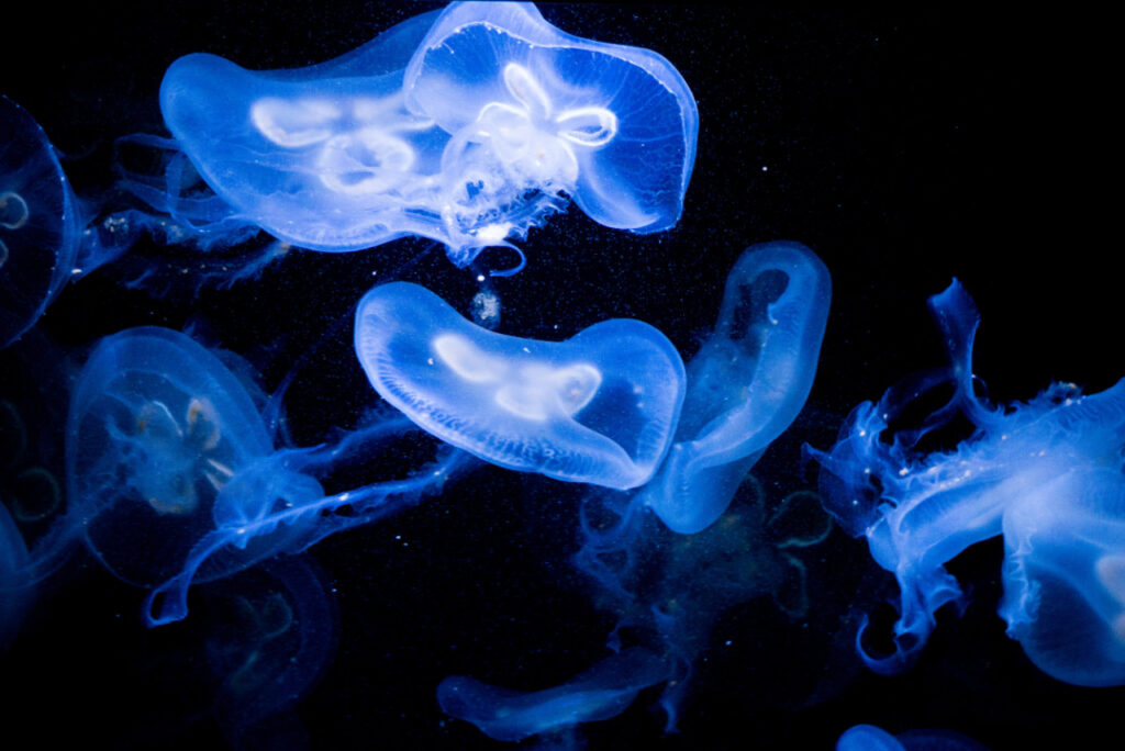 Jellyfish with a blue glow